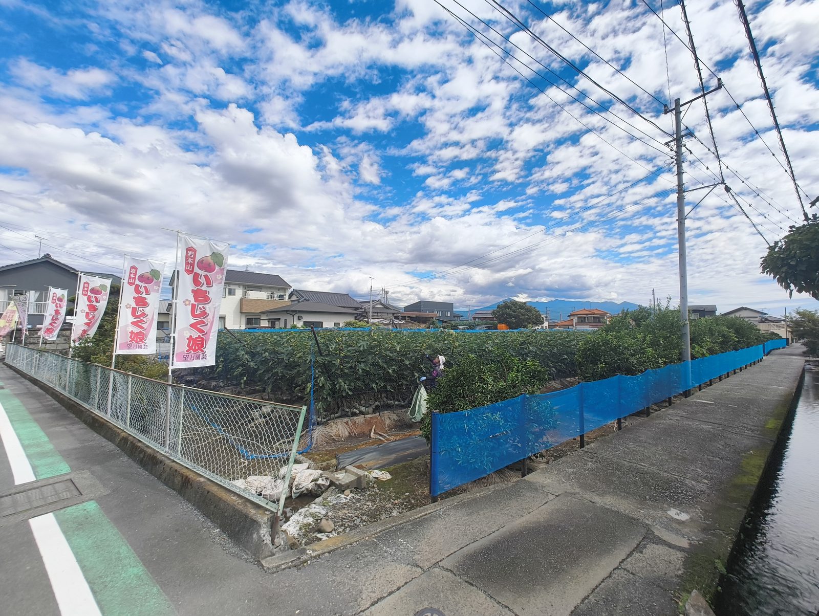 望月園芸の農園風景