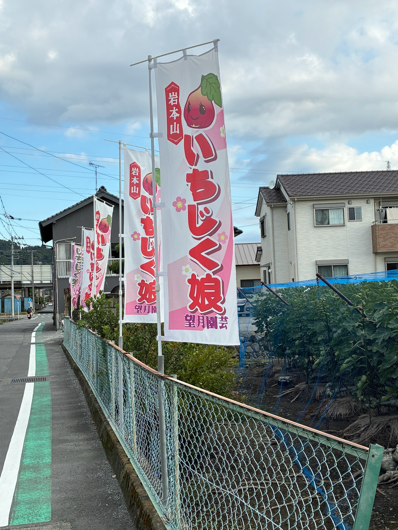 いちじく娘ののぼりが並ぶ農園前の道