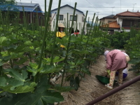 ボランティア作業とびわの収穫